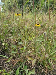 Rudbeckia fulgida