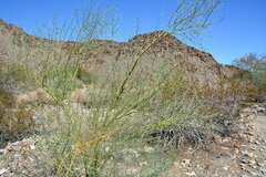 Parkinsonia florida