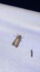 Spodoptera exigua
