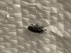 Microrhopala vittata