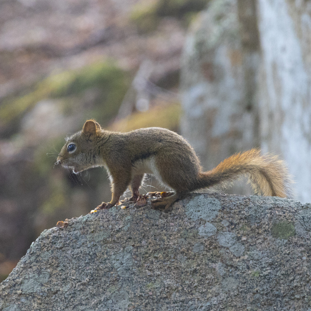 Gymnastic Red Squirrel