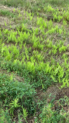 Thelypteris palustris