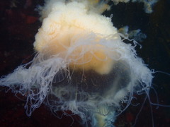 Phacellophora camtschatica