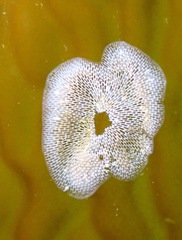 Membranipora membranacea