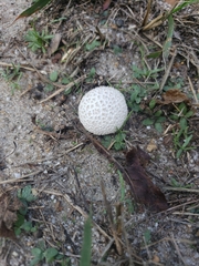 Lycoperdon marginatum