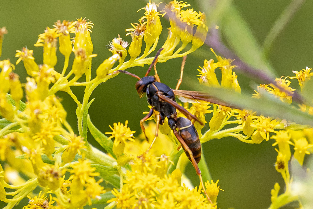 Dark Paper Wasp from Rockland County, NY, USA on September 17, 2022 at ...