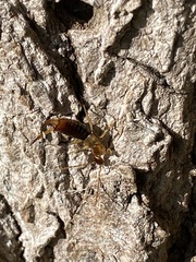 Apterygida albipennis