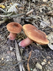 Baorangia bicolor