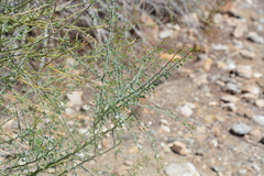 Parkinsonia florida