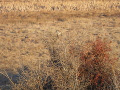 Tympanuchus phasianellus