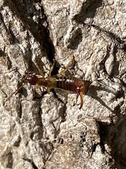 Apterygida albipennis