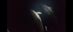 Delphinus