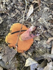 Baorangia bicolor