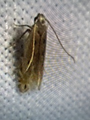 Tinea pellionella