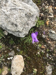Campanula excisa