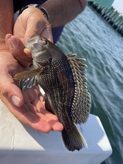 Centropristis striata