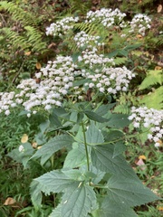 Ageratina