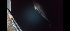 Delphinus