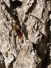 Apterygida albipennis