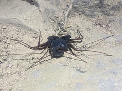 Paraphrynus carolynae