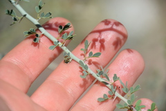 Parkinsonia florida