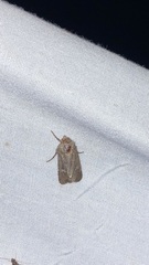 Lacinipolia renigera