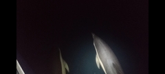 Delphinus