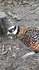 Syrmaticus reevesii