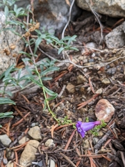 Penstemon azureus