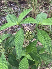 Psychotria tenuifolia