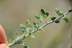 Parkinsonia florida