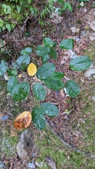 Amelanchier arborea