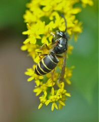 Vespula acadica