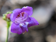 Penstemon azureus