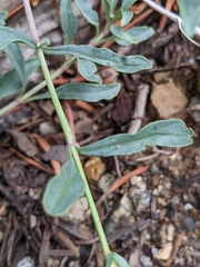 Penstemon azureus