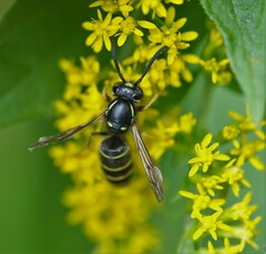 Vespula acadica