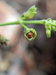 Penstemon azureus