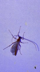 Ophioninae