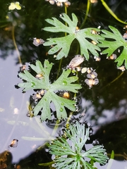 Ranunculus gmelinii