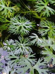 Ranunculus gmelinii