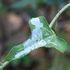 Liriomyza schmidti