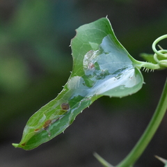 Liriomyza schmidti