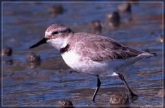 Anarhynchus frontalis