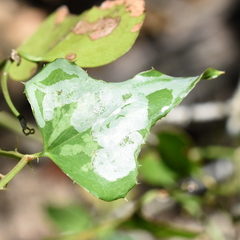 Liriomyza schmidti