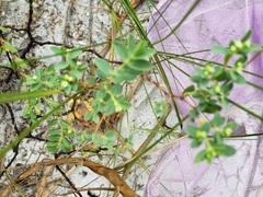 Euphorbia mesembryanthemifolia