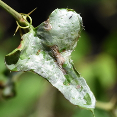 Liriomyza schmidti