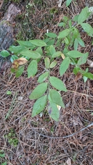 Vaccinium myrtilloides