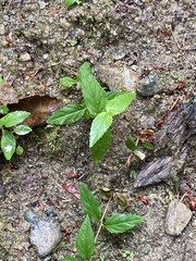 Nothochelone nemorosa