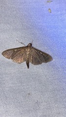 Herpetogramma aeglealis