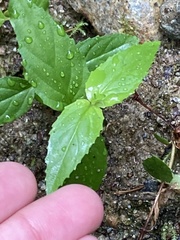 Nothochelone nemorosa